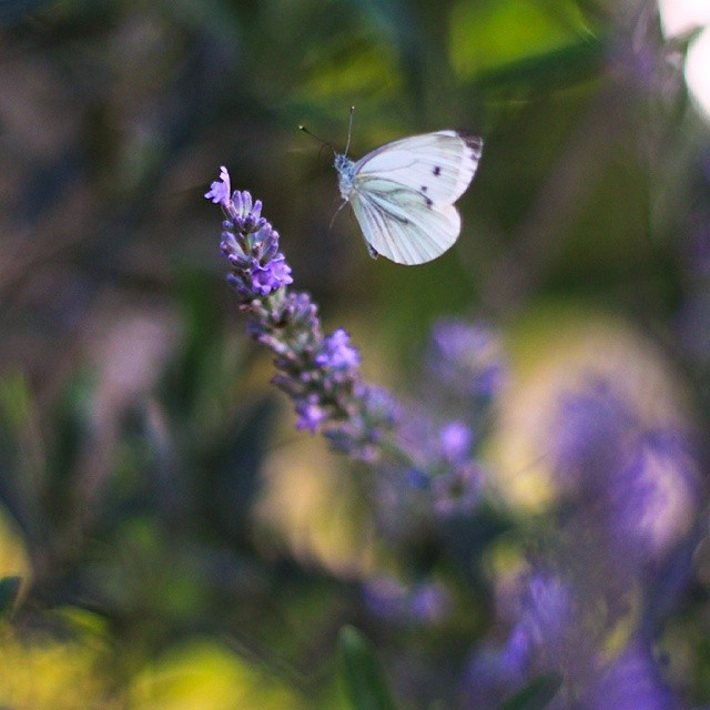 Schmetterling